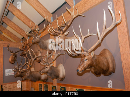 Montana, Missoula, Rocky Mountain Elk Foundation, Elk Paese Visitor Center, trofeo Elk Display Foto Stock