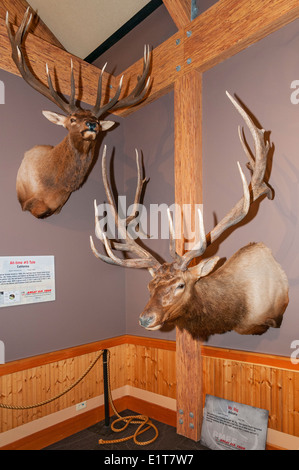 Montana, Missoula, Rocky Mountain Elk Foundation, Elk Paese Visitor Center, trofeo Elk Display Foto Stock