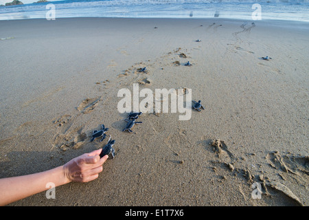 Baby tartarughe verdi (Chelonia Mydas) rendono il loro modo di mare per la prima volta, Sukamade Beach, Java, Indonesia Foto Stock