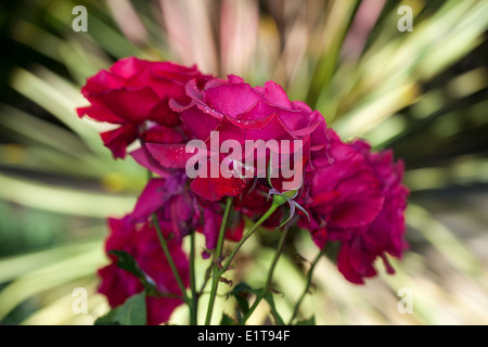 Rose rosse in giardino, Marin County, California, Stati Uniti d'America. Foto Stock