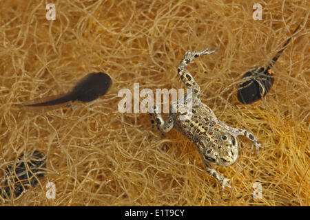 Giovani Natterjack rospo e som girini in wet dune lasco con fibre vegetali Foto Stock