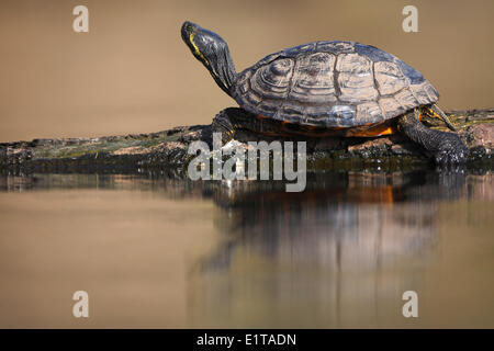 Tartaruga dalle orecchie rosse (Trachemys scripta elegans) close up, Belgio Foto Stock