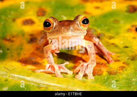 Foto di un arlecchino raganella su un dead banana leaf con verde, giallo, marrone e arancione Foto Stock