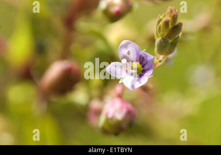 Blue Water speedwell Foto Stock