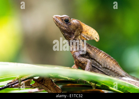 Basilisk comune (Basiliscus Basiliscus) lucertola o Gesù Cristo lizard Costa Rica Foto Stock