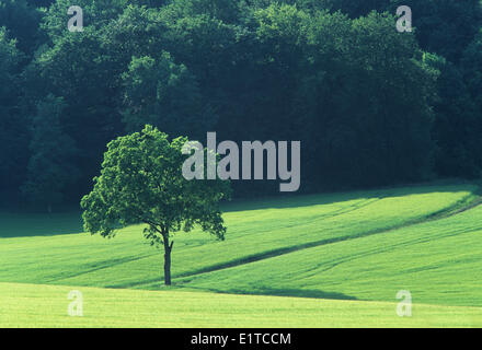 Solitaria quercia (Quercus robur) in campo, Francia Foto Stock