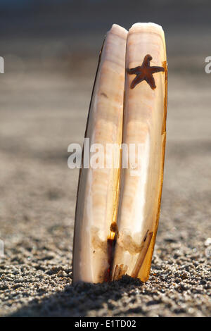 Atlantic ribaltarsi / American ribaltarsi (Ensis directus / Ensis americanus) sulla spiaggia lungo il mare del Nord, Belgio Foto Stock