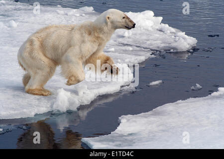 Un molto skinny orso polare (Ursus maritimus) saltando su ghiaccio sottile Foto Stock