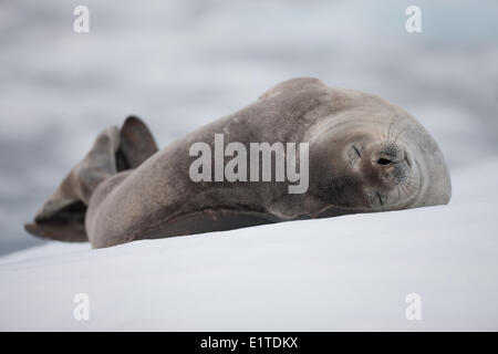 I capretti di Weddell in appoggio di tenuta su un glaçon (tra Trinity Island & Spert Isola, Antartide) Foto Stock