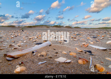 Kwade hoek dune al tramonto durante il periodo invernale con conchiglie sulla spiaggia Foto Stock