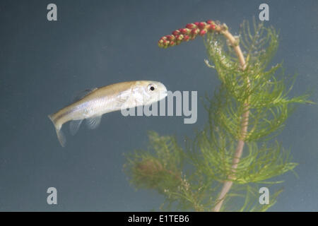 Foto di un nuoto Fathead minnow Foto Stock