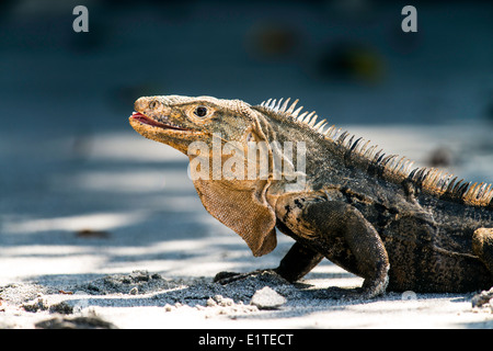 Nero iguana Ctenosaura similis rettile parco nazionale Manuel Antonio Costa Rica Foto Stock