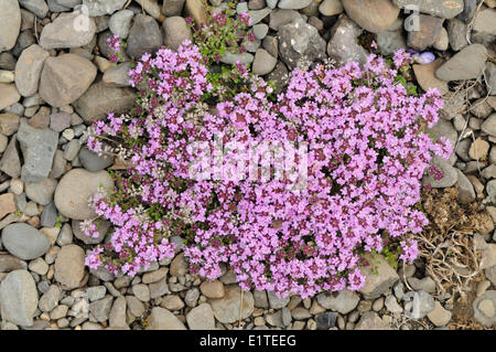 Fioritura di timo strisciante sulla riva di ghiaia Foto Stock