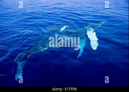 Humpback Whale, Megaptera novaeangliae, Maui, Hawaii, STATI UNITI D'AMERICA Foto Stock