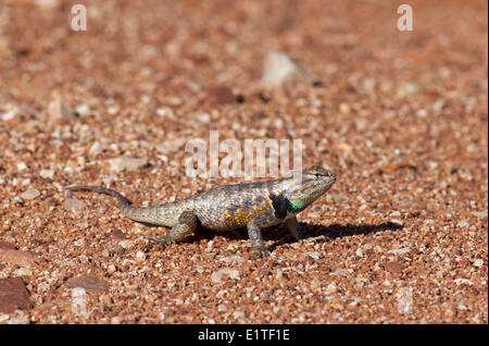 Il Deserto lucertola spinosa, Sceloporus magister, Paria Canyon-Vermilion Cliffs Wilderness Area, Utah, Stati Uniti d'America Foto Stock