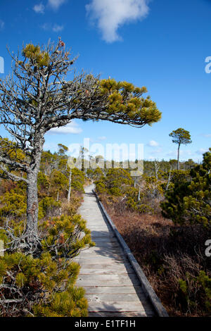 Il Shorepine Bog Trail boardwalk in Pacific Rim National Park vicino a Tofino della Columbia britannica in Canada Clayoquot Sound UNESCO Foto Stock