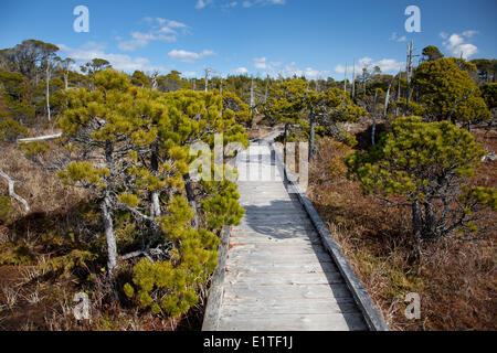 Il Shorepine Bog Trail boardwalk in Pacific Rim National Park vicino a Tofino della Columbia britannica in Canada Clayoquot Sound UNESCO Foto Stock