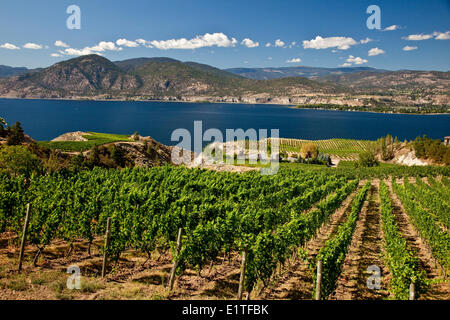 Banco Naramata vigneti vicino a Penticton, Okanagan Valley, BC, Canada. Foto Stock