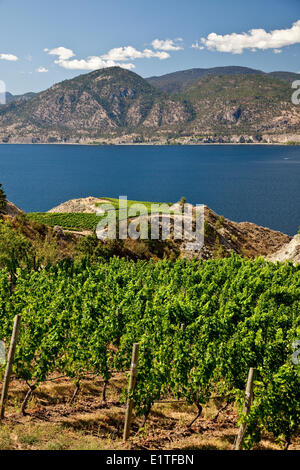 Banco Naramata vigneti vicino a Penticton, Okanagan Valley, BC, Canada. Foto Stock