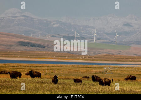 Bison Ranch e di generazione di potenza e mulini a vento in prossimità del rullo di estrazione Creek, Alberta, Canada. Foto Stock