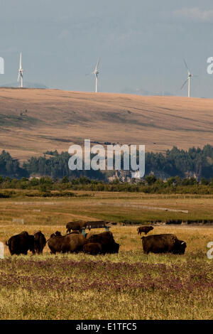Bison Ranch e di generazione di potenza e mulini a vento in prossimità del rullo di estrazione Creek, Alberta, Canada. Foto Stock
