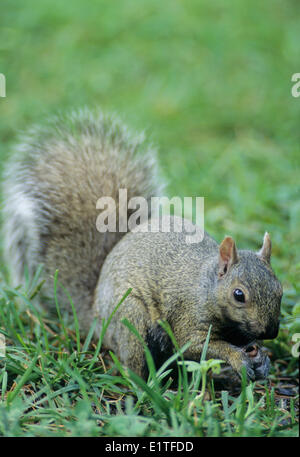 Scoiattolo grigio (Sciurus carolinensis) Alimentazione adulto sui semi di girasole (Helianthus annuus), Ontario, Canada. Foto Stock