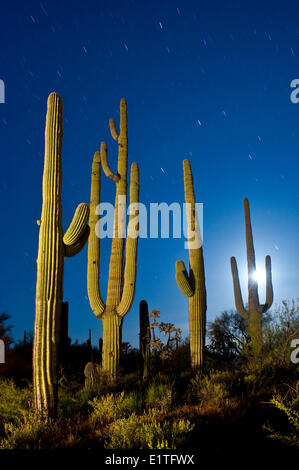 Impostazione luna dietro cactus Saguaro in Arizona dessert, U.S.A. Foto Stock