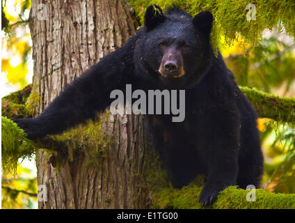 Femmina nero americano orso o North American black bear (Ursus americanus) in cedro Foto Stock