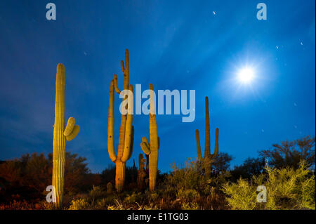 Cactus Saguaro di notte con impostazione luna, Arizona. U.S.A. Foto Stock