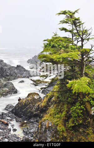 Alberi battente sulla costa del Pacifico, Wild Pacific Trail, Isola di Vancouver, British Columbia, Canada Foto Stock