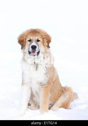 Ritratto di un grande grande Pirenei cucciolo, (Montagna dei pirenei cane), maschio, seduto nella neve Foto Stock