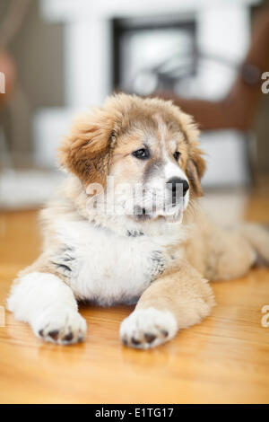 Grande Pirenei cucciolo (Montagna dei pirenei cane), maschio, sdraiato sul pavimento di legno Foto Stock