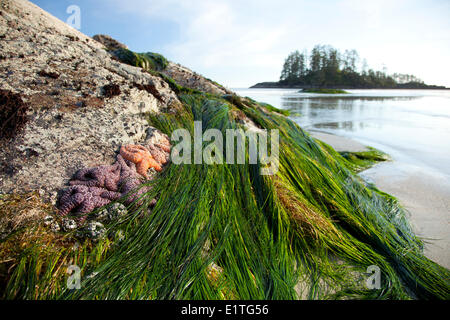 Stelle di mare Stella di mare a Schooner Cove vicino a Long Beach in Pacific Rim National Park vicino a Tofino della Columbia britannica in Canada Foto Stock