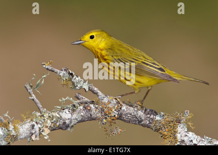 American Yellow trillo - Setophaga petechia - maschio adulto Foto Stock