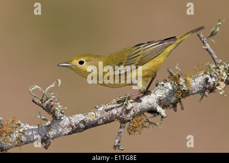 American Yellow trillo - Setophaga petechia - femmina adulta Foto Stock