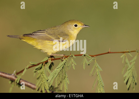 American Yellow trillo - Setophaga petechia - femmina adulta Foto Stock