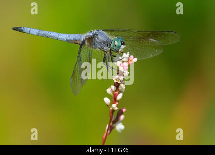 Blu maschio Dasher (Pachydiplax longipennis) al viadotto appartamenti, Saanich BC Foto Stock