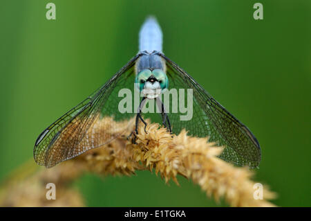 Blu maschio Dasher (Pachydiplax longipennis) al viadotto appartamenti, Saanich BC Foto Stock