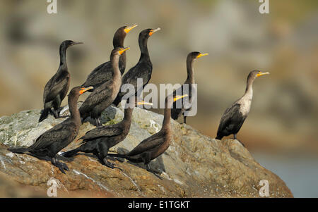 Double-crested cormorano (Phalacrocorax auritus) sulle rocce nei pressi di entrata al porto di Victoria, Victoria BC Foto Stock