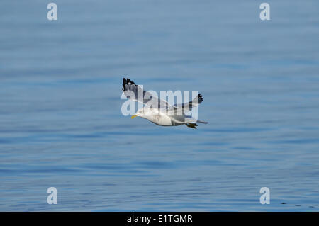 Mew Gull (Larus canus) a Qualicum Beach, BC Foto Stock