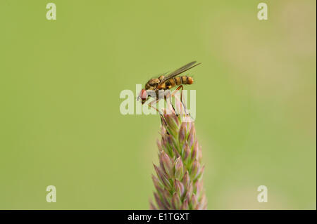 Root verme Fly, Anthomyiidae, Saanich BC Foto Stock