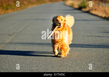 Un Golden Retriever il recupero di un bastone di Cowichan Bay, BC. Foto Stock