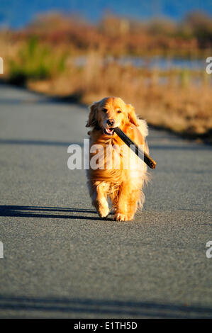 Un Golden Retriever il recupero di un bastone di Cowichan Bay, BC. Foto Stock