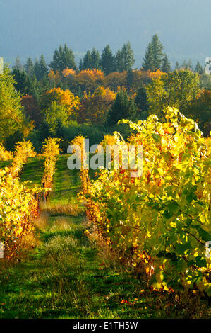 Le righe delle uve in colori autunnali nella vigna presso la cantina Zanatta in Glenora vicino a Duncan, BC. Foto Stock