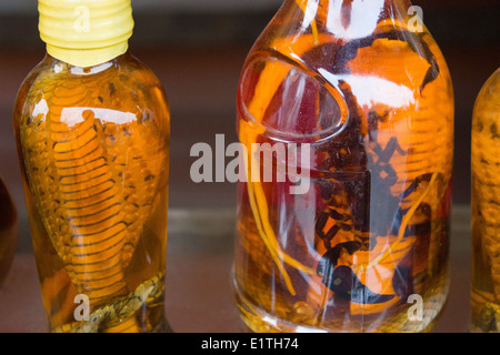 Bottiglie di vino di Scorpione e vino di serpente in Hoi An, una delle destinazioni più popolari in Vietnam. Foto Stock