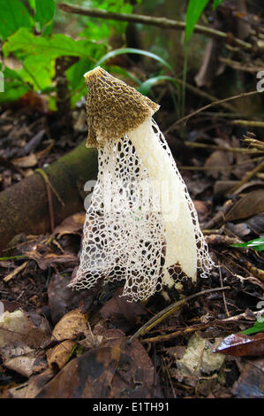 Bridal Veil (fungo Phallus indusiatus) noto anche come crinolina stinkhorn, la foresta pluviale tropicale, Belize, America Centrale Foto Stock