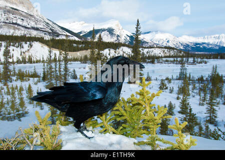 Comune di corvo imperiale (Corvus corax) a sud del Fiume Saskatchewan in inverno, il Parco Nazionale di Banff, western Alberta, Canada Foto Stock