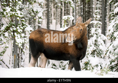 Alci Vacca (Alves alces), Canadese Montagne Rocciose, il Parco Nazionale di Jasper, western Alberta, Canada Foto Stock