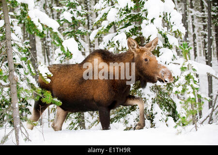 Alci Vacca (Alves alces), Canadese Montagne Rocciose, il Parco Nazionale di Jasper, western Alberta, Canada Foto Stock