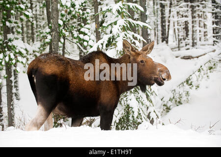 Alci Vacca (Alves alces), Canadese Montagne Rocciose, il Parco Nazionale di Jasper, western Alberta, Canada Foto Stock